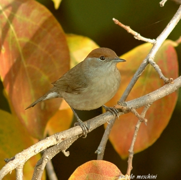 Capinera, Sylvia atricapilla. dieta nella stagione di mezzo.